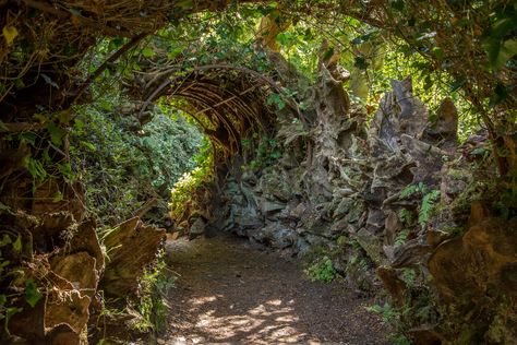 Stumpery Garden, Biddulph Grange Gardens, Lovely Things, Tree Trunk, United Kingdom, England, Plants, Travel, Nature