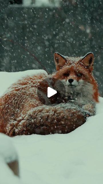 Fox Video, What A Beautiful World, Curious Creatures, Beautiful Bugs, February 1, Red Fox, Sweet Animals, Sea Creatures, Animal Photography