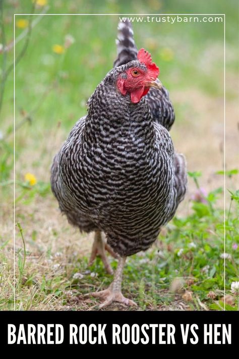 Barred Rock Rooster vs Hen: Unique Roles and Differences Rooster Vs Hen, Barred Rock Rooster, Barred Rock Chickens, Barred Rock, Chicken Keeping, Chicken Art, Chicken Breeds, Amazing Facts, Hen