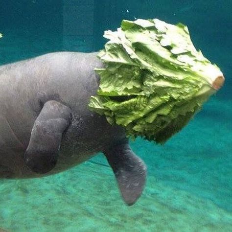 Funny Animal Fails, Animal Fails, Sea Cow, Food Memes, Silly Animals, Funny Animal Memes, Funny Animal Pictures, Funny Tweets, Animal Memes