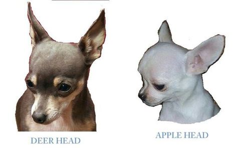 The difference between a Deer Head Chihuahua and an Apple Head Chihuahua Deer Head Chihuahua, Apple Head Chihuahua, Black Chihuahua, Teacup Chihuahua Puppies, Exotic Pet, Tallest Dog, Apple Head, Teacup Chihuahua, Chihuahua Lover