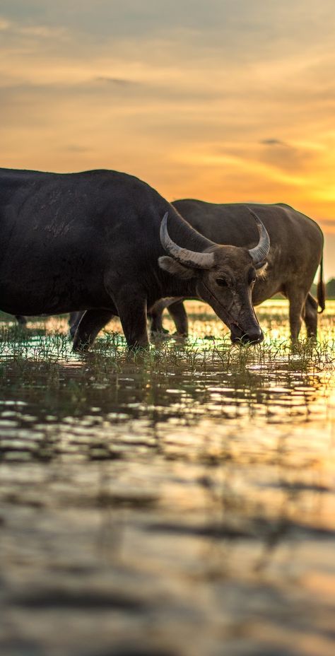 African Wildlife Photography, Buffalo Dip, Buffalo Painting, Buffalo Animal, Wild Animals Photography, Deer Photos, Wild Waters, Scary Animals, Water Buffalo