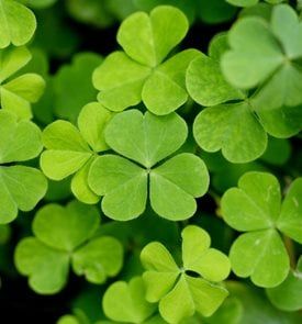 Accent Plants, Shamrock Plant, Wood Sorrel, Dainty Flowers, Improve Soil Quality, Trash Compactor, Appliance Covers, Replant, Wear Green