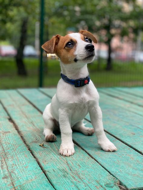 Toy Fox Terrier Puppies, Fox Terrier Puppy, Cheers Tv, Jack Russell Terrier Puppies, Jack Russell Puppies, Goofy Dog, Toy Fox Terriers, Jack Russells, Jack Russel