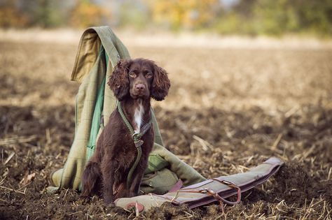 Working Spaniel, Cocker Spaniel Poodle, Working Cocker Spaniel, Sprocker Spaniel, Boykin Spaniel, Spaniel Breeds, Working Cocker, Dog Whistle, Cocker Spaniel Puppies