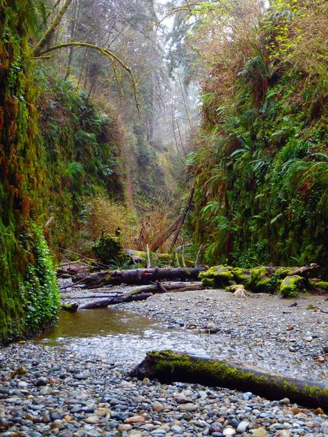 Fern Canyon California, Prairie Creek Redwoods State Park, Map Inspiration, Forest Paths, Fern Canyon, Redwood Trees, California Hikes, Redwood National Park, Humboldt County