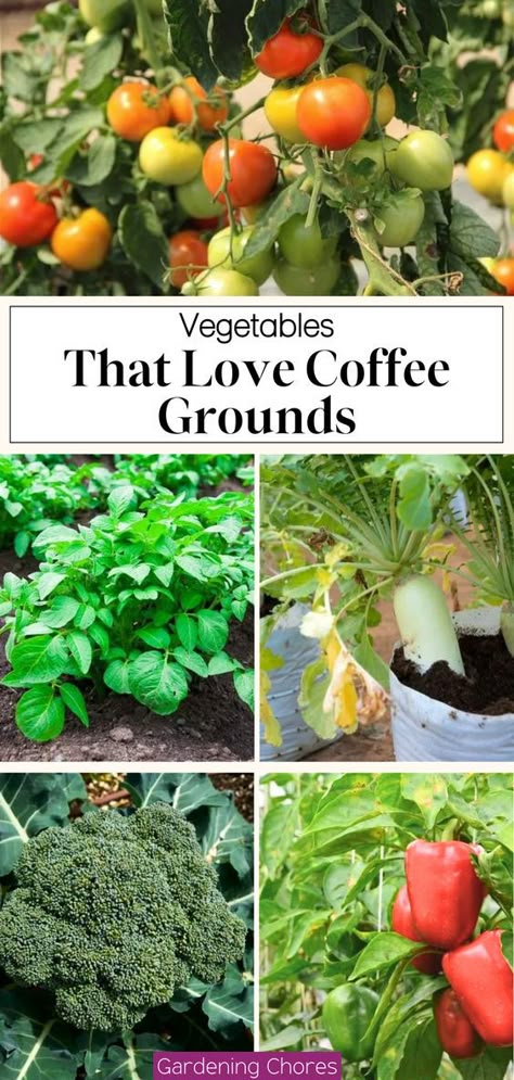 In Garden Composting, Using Coffee Grounds In Garden, Storing Garden Vegetables, Vegetable Gardening Tips, How To Use Coffee Grounds In The Garden, Plants That Like Coffee Grounds, What Plants Like Coffee Grounds, Potted Vegetable Garden Ideas, Coffee Grounds In The Garden