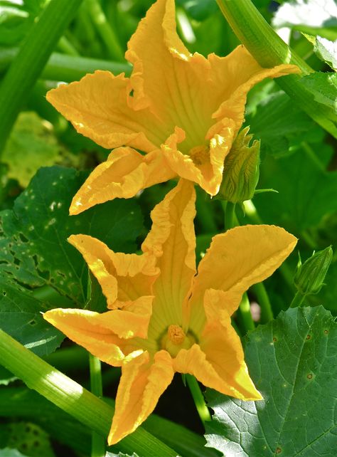 Zucchini Plant, Growing Zucchini, Squash Plant, Zucchini Flowers, Zucchini Blossoms, Easy Vegetables To Grow, Pumpkin Flower, Floral Photography, Botanical Drawings