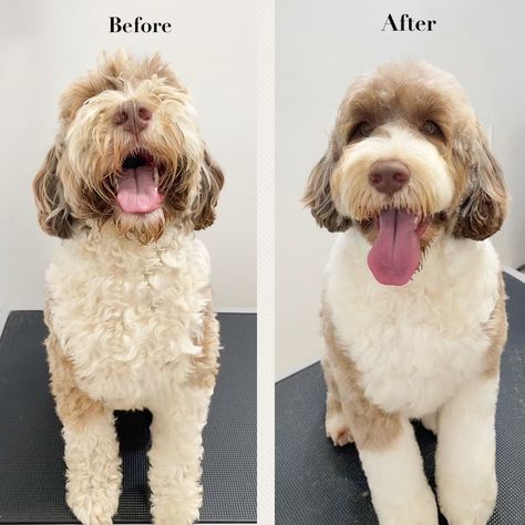 Another beautiful big dog groom performed by our curly breed specialist! ✨🐶🐾 Join us at Lucky Tail for all of your professional grooming needs, wether your dog has straight hair, curly hair, a double coat, a combination coat or needs hand stripping, we’ve got you covered with our professional Fear-Free grooming services 🛁🧼🫧✂️🪮✨ Life is short, spoil your dog with a trip to the spaw today! 🧖‍♀️🐾✨ 📍3322 Main St, Vancouver 📞(778-532-5721) #petcare #petgroomer #petgrooming #doggroomer #coatspeci... Curly Haired Dog, Big Dog, Hair Curly, Pet Grooming, Hair A, Life Is Short, Big Dogs, Straight Hair, Dog Grooming