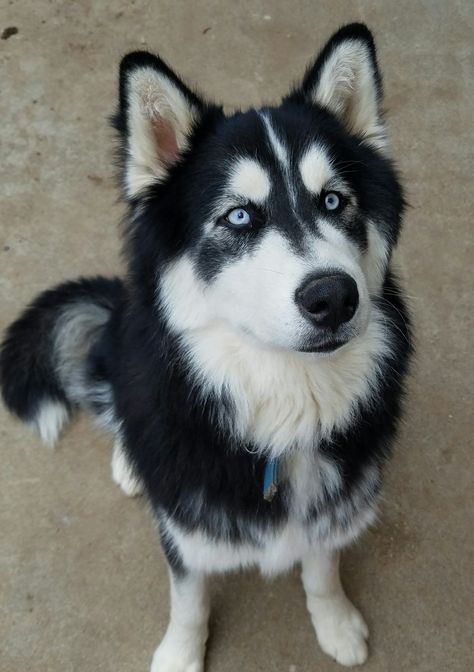 Beautiful black and white Siberian Husky Black Siberian Husky, Black Husky, White Siberian Husky, White Husky, Puppy Photography, Waiting Patiently, Husky Lover, Siberian Husky Puppies, Siberian Huskies