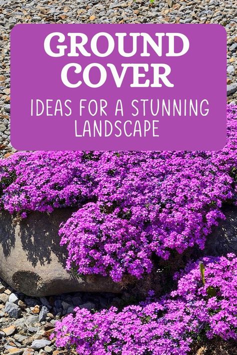 If you are looking for some ground cover ideas, then check out this article to find out some of the best plants that can be grown as ground covers. Groundcover Landscaping, Flowering Ground Cover Perennials, Ground Cover Ideas, Perennial Ground Cover, Ground Cover Roses, Sweet Woodruff, Shade Loving Perennials, Ground Covers, Ground Covering