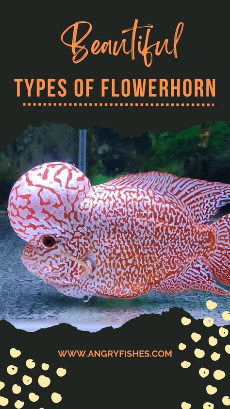 Types of flowerhorn, top flowerhorn types, top flowerhorns Flowerhorn Fish, Cichlid Fish, Red Monkey, Thai Silk, Aquatic Life, Red Dragon, Male And Female, Body Shape, Best Food