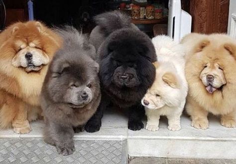 15 Things To Know About Chow Chows | Page 3 of 3 | PetPress Puppy Chow Halloween, Chow Chow Dog Puppy, Perros Chow Chow, Chow Puppies, Chex Mix Puppy Chow, Chow Chow Puppy, Chow Chow Dogs, Flat Coated Retriever, Puppy Chow