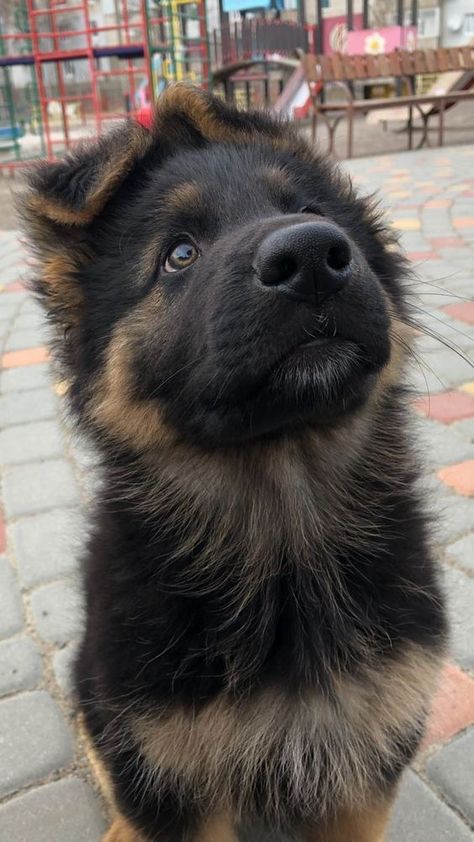 Boyfriend With Dog, Puppy German Shepard, Cute German Shepherds, Baby German Shepherds, Cute German Shepherd Puppies, German Shepherd Puppy, German Shepards, Cute Animals Puppies, Very Cute Dogs