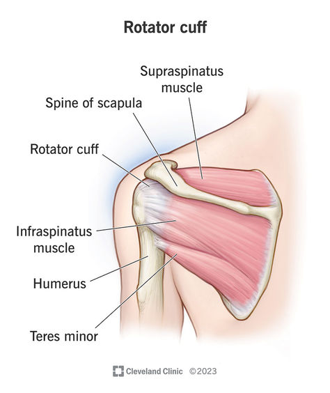 What Is the Anatomy of the Rotator Cuff? Rotator Cuff Muscles, Rotator Cuff Pain, Rotator Cuff Exercises, Shoulder Problem, Rotator Cuff Tear, Shoulder Impingement, Rotator Cuff Injury, Types Of Surgery, Shoulder Injuries