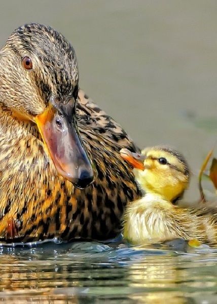 Duck Pictures, Nosara, Baby Ducks, Pretty Birds, Sweet Animals, Birdy, Animals Friends, A Mother, Beautiful Creatures