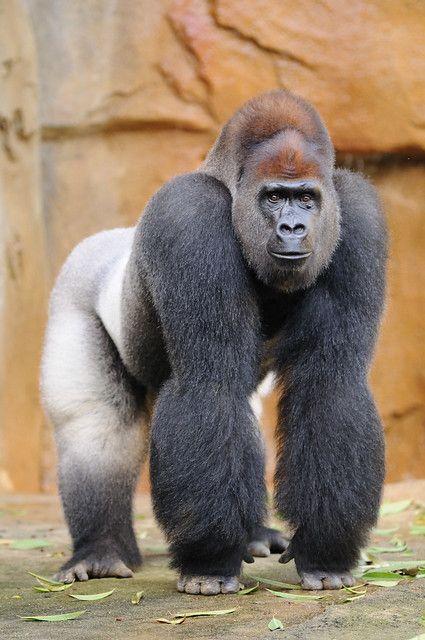 Silverback Gorilla, Regnul Animal, Great Ape, Majestic Animals, African Animals, Primates, Animal Planet, The Animals, Exotic Pets