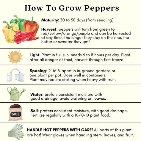 Named for the Melrose Park area in Illinois, this delicious pepper made its way across the U.S. in the 1990s. Wonderful eaten fresh from the garden or used in your favorite dishes, this rich, sweetly flavored pepper is well-suited for stuffing and Italian cuisine. Clovers Garden Melrose Pepper Plants Two Large, Live plants – big, healthy, ready to grow, premium pepper plants, 4” to 8” tall plants, in 4” pots. Non-GMO, No Neonicotinoids – so you can grow fresh produce that’s healthy for your fami Indoor Pepper Garden, Planting Peppers In Pots, Planting Bell Peppers, How To Grow Peppers, Pepper Plants In Pots, When To Harvest Peppers, Bell Pepper Garden, Garden Salsa Peppers, Pepper Plant Care