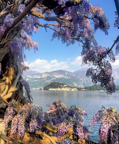 Wisteria Trees, Wisteria Tree, Red Candles, Pretty Plants, Fairy Land, Flora And Fauna, Flower Pictures, Wisteria, Fantasy World