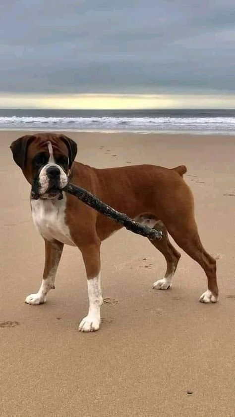 European Boxer Dogs, Dog With Stick, Boxer Aesthetic Dog, Boxer Dog Pictures, Boxer Dogs Brindle, Boxers Dogs, Boxer Dog Puppy, Boxer Dogs Funny, Brindle Boxer