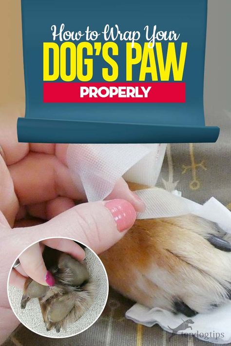 Dog Paw Remedies, Dog Paw Care, Dog Paw Pads, Dog Skin Care, Dogs Paw, Itchy Dog, Dog Medicine, Paw Care, Dog Wellness