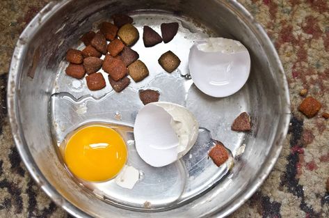 Can Dogs Eat Eggshells: Any Risks To Feeding Your Dog Egg Shells? Eggs For Dogs, Can Dogs Eat Eggs, Foods Dogs Can Eat, Nutrition Course, Eating Eggs, Dog Nutrition, Human Food, Can Dogs Eat, Dog Treat Recipes