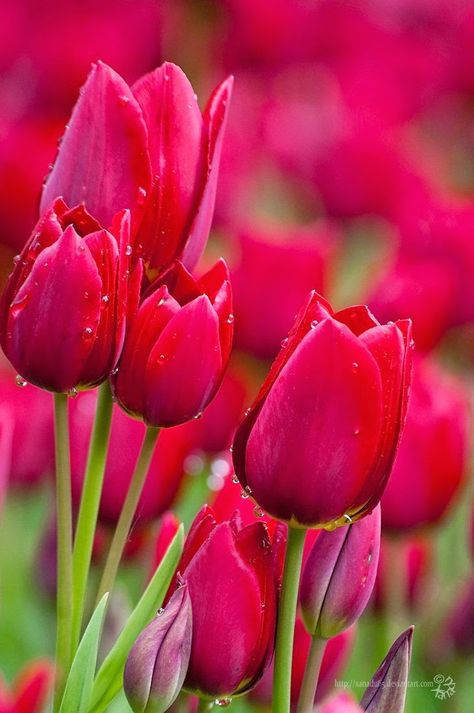 Top 5 Most Beautiful Flowers In The World : Tulips                                                                                                                                                      More The Secret Garden, Most Beautiful Flowers, Red Tulips, Deco Floral, Flowers Garden, Tulips Flowers, Flower Beauty, Beautiful Blooms, Flowers Nature