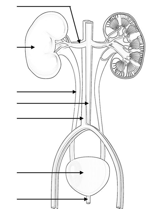 Urinary System Diagram, Biology Diagrams, Start Studying, Biology Worksheet, Urinary System, Medical School Life, Learn Vocabulary, Basic Anatomy And Physiology, Nurse Study Notes