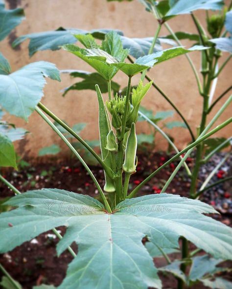 Okra: how to grow and how to cook – Umami Days Shrimp Broth, Grow Okra, Thicken Stew, Growing Okra, Plants Table, Okra Plant, How To Devein Shrimp, Garden Cooking, Prawn Shrimp