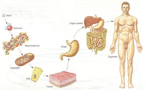 Anatomy 101: The human body has many different levels starting with the largest is the whole human body (organism) then it follows to organ systems, organs, tissue, cells, organelle, macromolecules, molecules and our smallest level is atoms. Education is a constant and continuous process make sure you know what you are made up of. Anatomy 101, Organ System, Plant Life Cycle, Medical Illustration, Anatomy And Physiology, The Human Body, Life Cycles, Plant Life, Anatomy