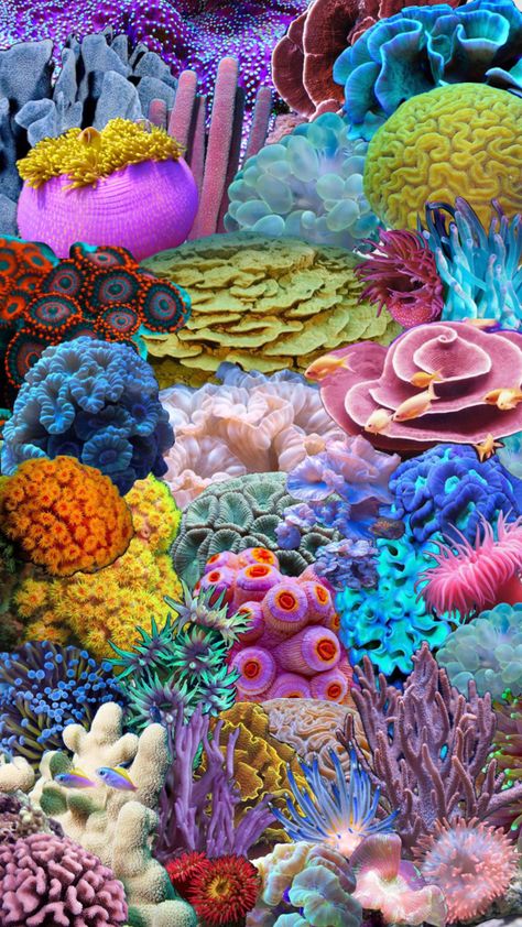 Coral Reef #coralreef #coral #ocean #sea #nature Reef Pattern, Coral Ocean, Coral Art, Sea Anemone, Sea Nature, Underwater Creatures, Sea Coral, Natural Forms, Aesthetic Collage