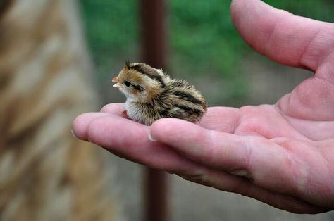 Baby Quail Button Quail, Fancy Chickens, Tiny Animals, Quails, Baby Chickens, Baby Animals Funny, Cute Birds, Cute Creatures, Birds Of A Feather