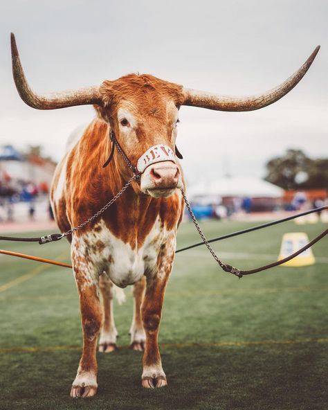 Texas Longhorns on Instagram: “Let the 93rd annual Clyde Littlefield Texas Relays begin y’all 🤘 #HookEm” Texas Animals, Longhorn Cow, Cow Calf, Texas Longhorns, Beautiful Nature, Cow, Cute Animals, Texas, Let It Be