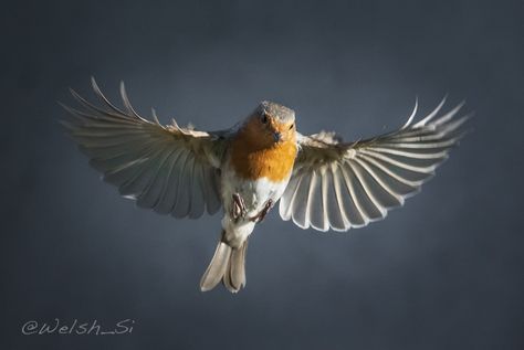 European Robin (S. Latham, 2013) Robin In Flight Tattoo, Robin In Flight, Tatoo Lettering, Robin Drawing, Red Robin Bird, Robin Tattoo, European Robin, Red Robin, Robin Bird