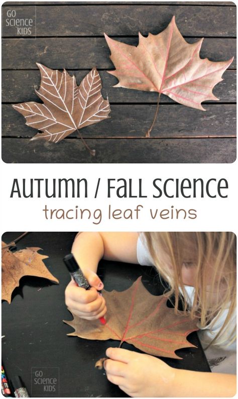 Autumn STEAM: tracing the veins of a leaf – Go Science Kids Leaf Science, Autumn Projects, Fall Science, Science Kids, Fall Lessons, First Day Of Kindergarten, Homeschool Projects, Autumn Activities For Kids, Fall Preschool