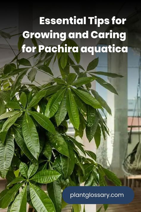 Pachira aquatica, also known as the Money Tree, is a versatile and attractive houseplant that can bring a touch of greenery to any space. This article provides essential tips on how to grow and care for Pachira aquatica. Learn about the ideal soil, watering routines, and light conditions needed to keep your plant healthy. Whether you're a beginner or a seasoned gardener, these guidelines will help you cultivate a robust and beautiful Money Tree. Money Tree Plant Care Tips, Money Tree Care, Money Tree Plant Care, Pachira Money Tree, Best Plants For Bedroom, Banana Water, High And Low Lights, Money Tree Plant, Pachira Aquatica