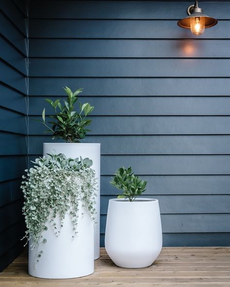 The Balcony Garden on Instagram: “Loving the impact garden pots make to the entry way or façade of a home! The white pots really do pop against the dark bold colour palette.…” Potted Plants Outdoor, Front Patio, White Planters, Outdoor Pots, Outdoor Table Settings, The Balcony, Apartment Garden, Garden Boxes, Outdoor Planters