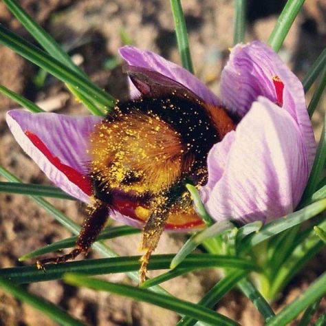 Honey Bee Pollen, Saffron Flower, Bee Pollen, Spring Is Coming, Kitten Cat, Animals Of The World, Honey Bee, Mimosa, Bumble Bee