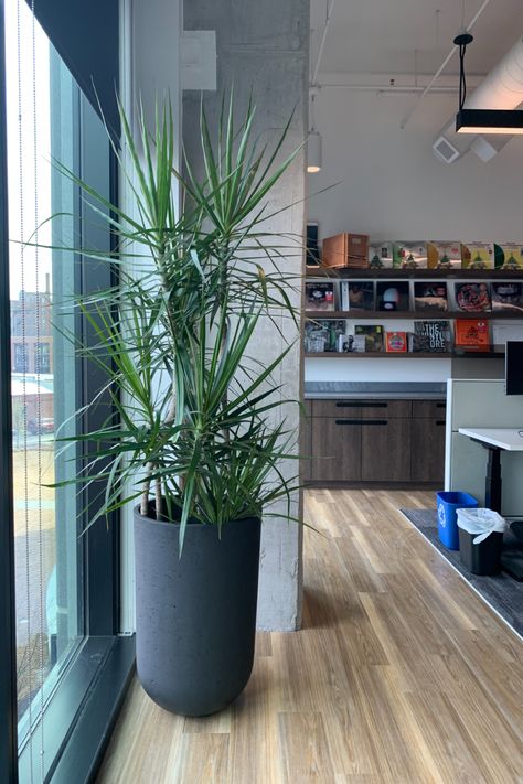 Elevate your office with a few easy to care for plants! We love dracaenas for any workspace. #officedecor #officeplants #plantdecor #plantdesign #workspace #interiordesign #houseplants #planthelp #plantcare #floraplantshop #nashvilleplants #plantrentals #dracaena #dracaenamarginata Dracaena Marginata, Plant Help, Office Plants, Plant Design, Plant Decor, Plant Care, Work Space, Office Decor, Plants