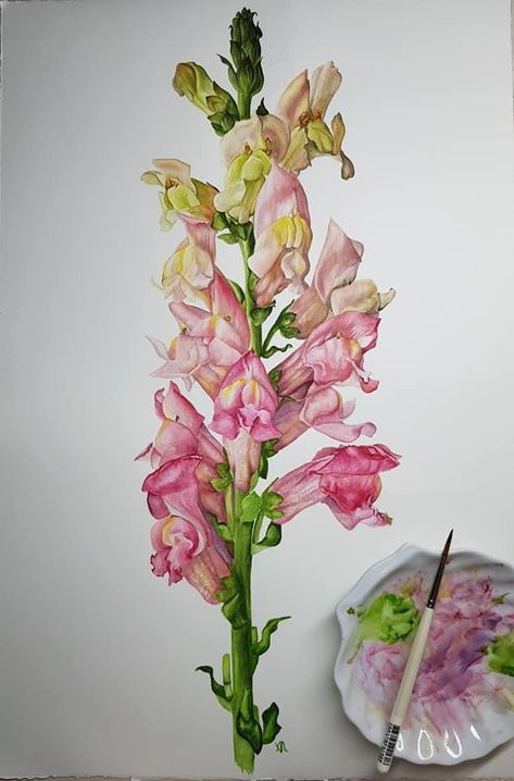 Snapdragon Painting, Watercolour Botanical, Botanical Illustrations, Botanical Painting, Realism Art, Art On Paper, Watercolor On Paper, Botanical Drawings, Flower Art Painting