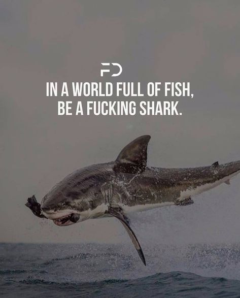 Shark Quotes, Shark Meme, The Success Club, Deep Meaningful Quotes, Daily Quotes Positive, Gary Vaynerchuk, Best Motivational Quotes, Motivation Success, Nature Quotes