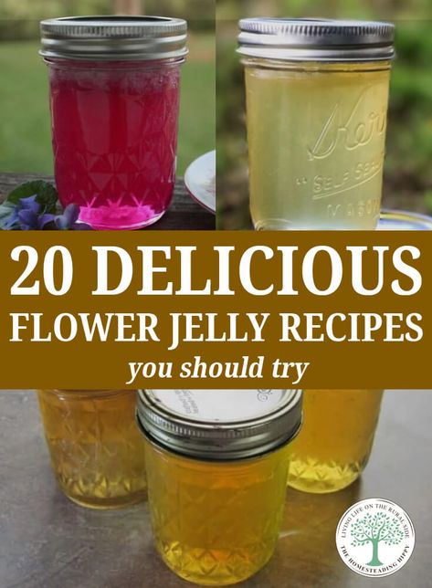 These 21 delicious flower jelly recipes, such as lavender, dandelion, wild violet, and many more. Plus, how to make flower tea, needed for most jellies. #recipe #roundup #flowerjelly #flowertea Flower Jelly, Edible Flowers Recipes, Home Canning Recipes, Foraging Recipes, Jam Recipes Homemade, Canning Jam, Canning Food Preservation, Dandelion Jelly, Homemade Jelly