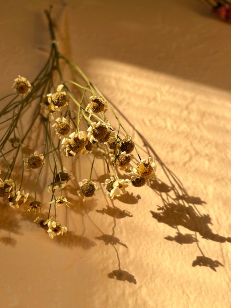 Chamomile Aesthetic, Dried Chamomile, History Project, History Projects, History