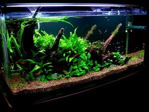 Stocking a Peaceful Community Tank - The Free Freshwater and Saltwater Aquarium Encyclopedia Anyone Can Edit - The Aquarium Wiki 55 Gallon Fish Tank Ideas, Community Aquarium, Tropical Fish Tank, Peaceful Community, Fish Tank Ideas, Aquascape Ideas, Aquarium Set, Fish Keeping, Betta Aquarium