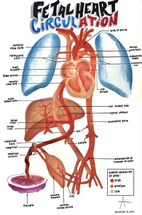 Fetal Circulation Flow Chart, Fetal Circulation Diagram, Fetal Circulation, Heart Circulation, Medical Sonography, Medical Illustrations, Diagnostic Medical Sonography, Medical Illustration, Flow Chart