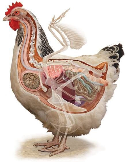 Chicken anatomy. Chicken Anatomy, Skeleton Anatomy, Urban Chickens, Chicken Health, Vet Assistant, Backyard Poultry, Backyard Flocks, Animal Science, Raising Chickens