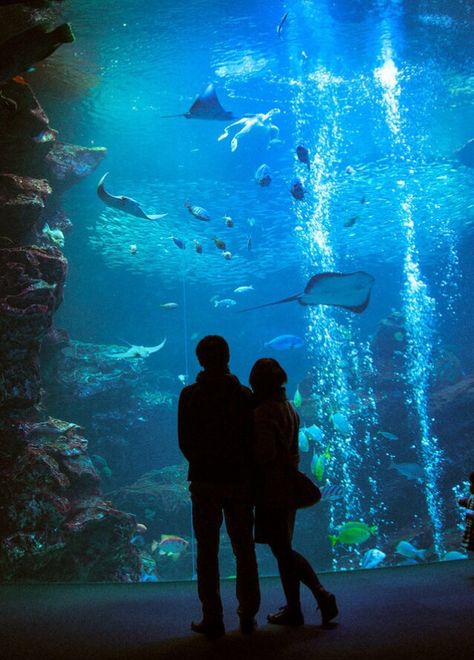 Love this so much Aquarium Pictures, Dream Dates, Cute Date Ideas, Dream Date, Aesthetic Couple, Goals Pictures, Ulzzang Couple, Perfect Date, Relationship Goals Pictures