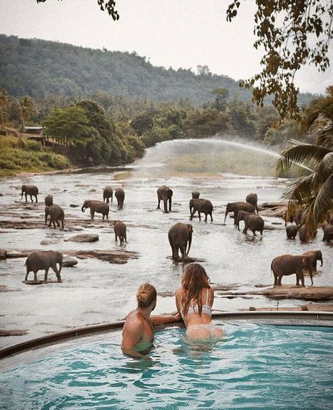 I could think of worse ways to spend a warm and sunny afternoon 😍 beautiful swimming pool views over Pinnawala Elephant Orphanage, Sri Lanka. #wildestsrilanka | 📸 Daniel Visnyay (@dan_vsny) Protective Styles For Natural Hair Short, Rome Winter, Lucky Seven, Top Honeymoon Destinations, Hotel Beach, The World Is Your Oyster, World Is Your Oyster, Kruger National Park, Beach Hotel