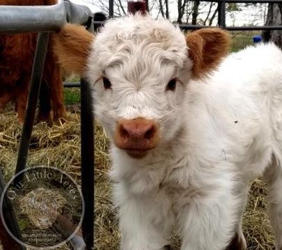 Miniature cows for sale in the spring at Our Little Acres located in Minnesota. Tiny Fluffy Cow, Small Fluffy Cow, Miniature Cows Breeds, Mini Hiland Cow, Miniature Fluffy Cow, Fluffy Miniature Cows, Mini Cow Breeds, Mini High Park Cows, Teacup Mini Cow