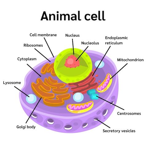 Animal Cell Anatomy, Cell Anatomy, Animal Cell, Cell Membrane, The Cell, Animal Drawings, Premium Vector, Anatomy, Graphic Resources